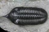 Morocconites Trilobite Fossil - Beautiful Detail #130524-2